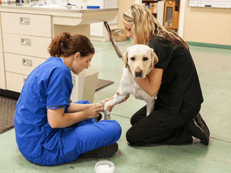 Canine Emergency Care